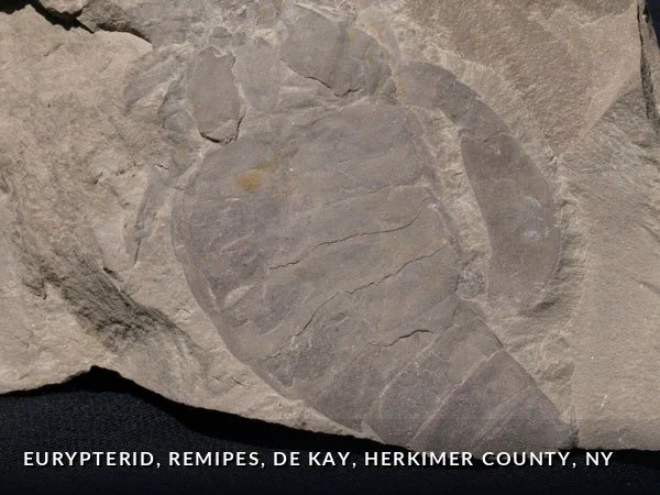 F018 - Eurypterid, remipes, DeKay, HerkimerCounty, NY.jpg