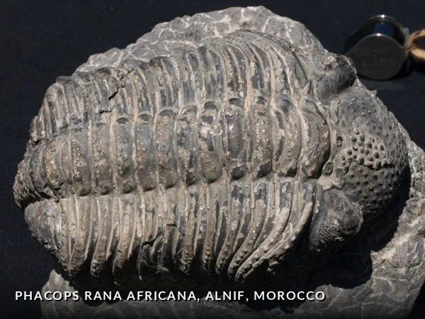 F012 - PhacopsRanaAfricana, Alnif, Morocco.jpg