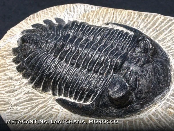 F015 - Metacantina, Laatchana, Morocco.jpg