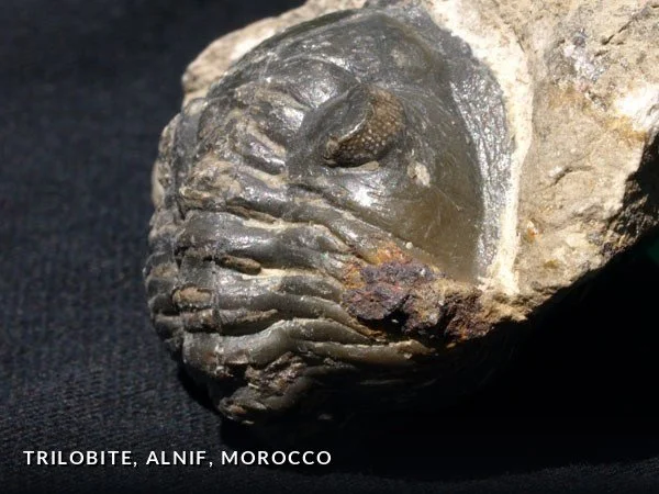 F013 - Trilobite, Alnif, Morocco.jpg