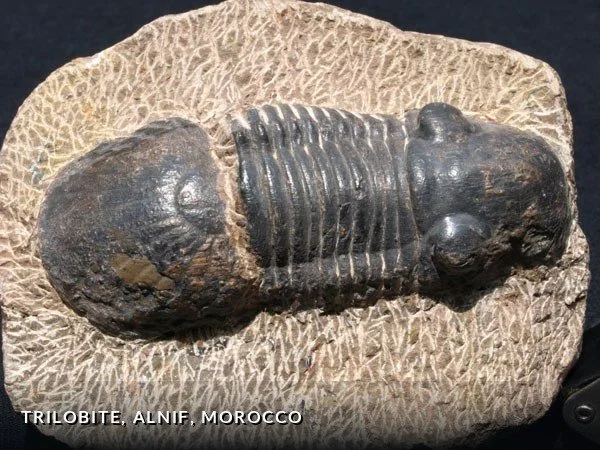 F004 - Trilobite, Alnif, Morocco.jpg