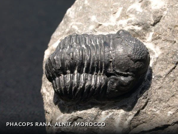 F001 - PhacopsRana, Alnif, Morocco.jpg