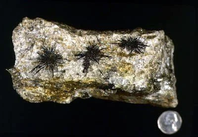 Black Tourmaline - Sprays of black tourmaline (schorl) are commonly the result of boron-rich granitic vapors seeping along small fractures and openings in NYC bedrock. This specimen from 170th Street and Amsterdam Avenue. Kunz Collection #630.