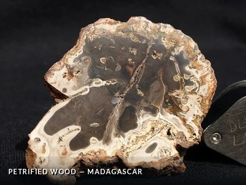 PetrifiedWood - Madagascar.jpg
