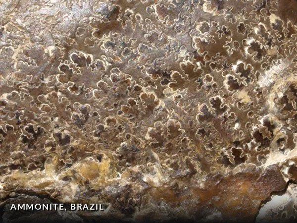 F020a - Ammonite, Brazil.jpg