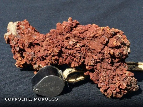 F028 - Coprolite, Morocco.jpg