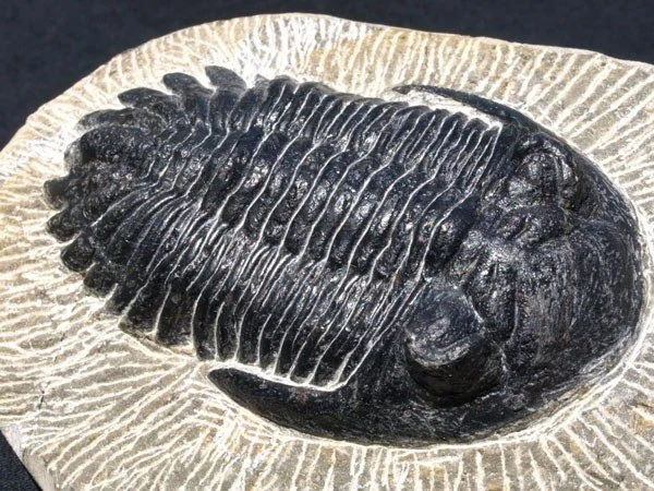 Fossils