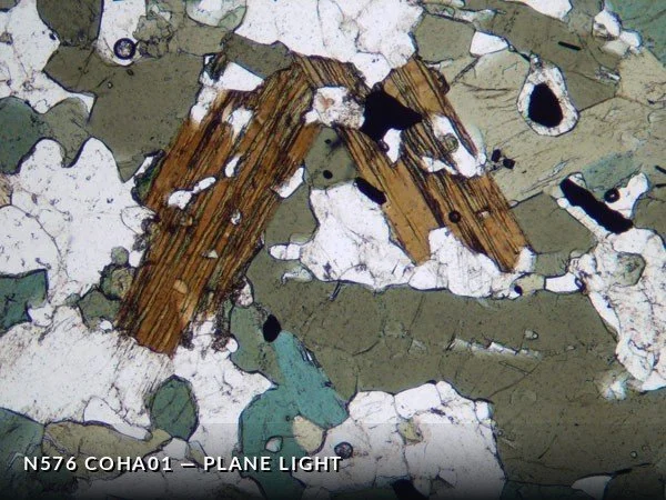 N576_COha01PL.jpg