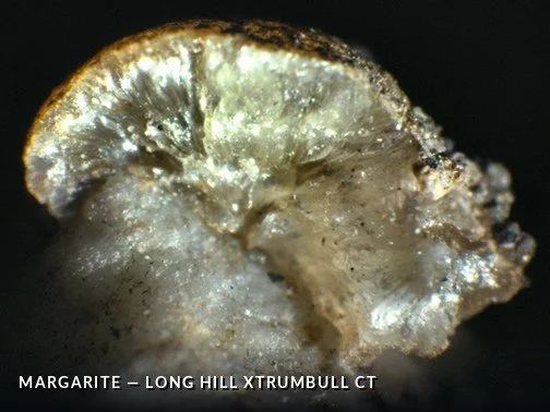 Margarite - LongHillXTrumbullCTCrop.jpg