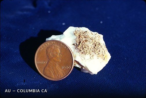 Au - ColumbiaCA.jpg