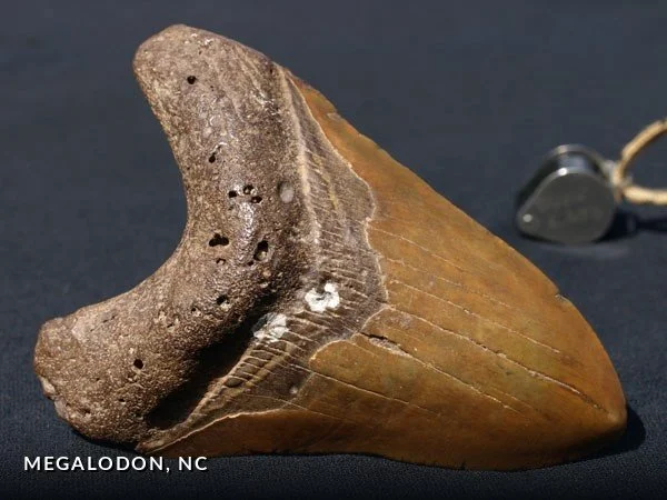 F026 - Megalodon, NC.jpg