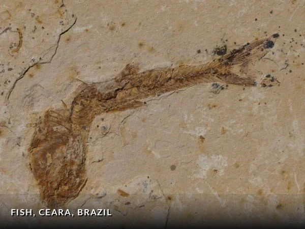 F030 - Fish, Ceara, Brazil.jpg
