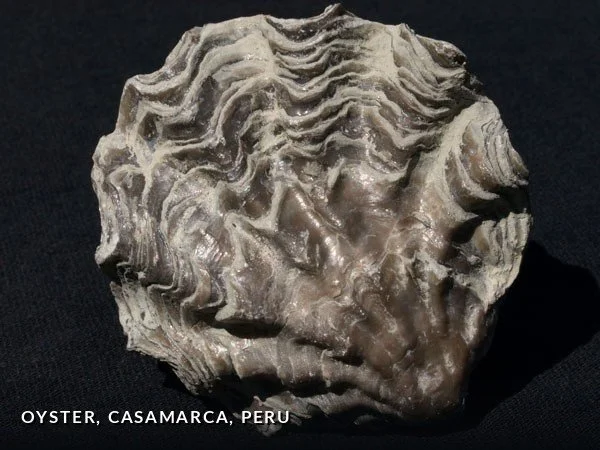 F029 - Oyster, Casamarca, Peru.jpg
