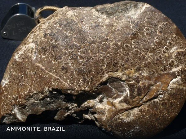 F020 - Ammonite, Brazil.jpg