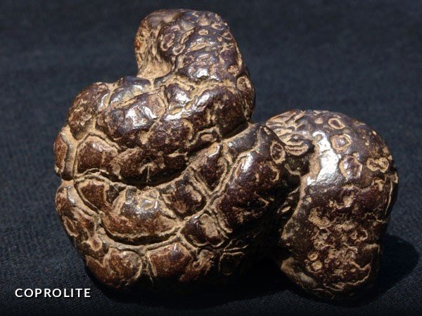 F022 - Coprolite.jpg