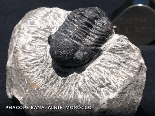 F003 - PhacopsRana, Alnif, Morocco.jpg
