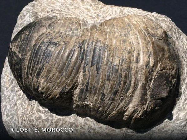 F014 - Trilobite, Morocco.jpg