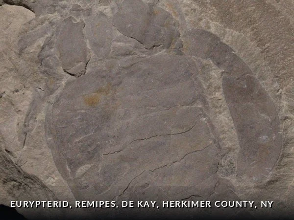 F018a - Eurypterid, remipes, DeKay, HerkimerCounty, NY.jpg