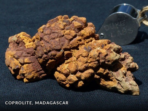 F021 - Coprolite, Madagascar.jpg