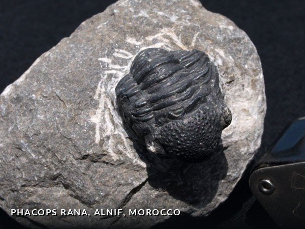 F002 - PhacopsRana, Alnif, Morocco.jpg