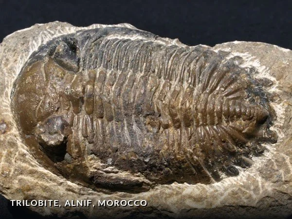 F010 - Trilobite, Alnif, Morocco.jpg