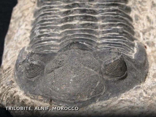 F016a - Trilobite, Alnif, Morocco.jpg
