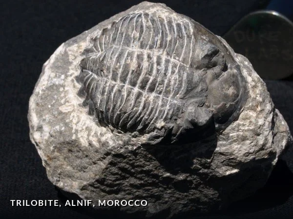 F007 - Trilobite, Alnif, Morocco.jpg