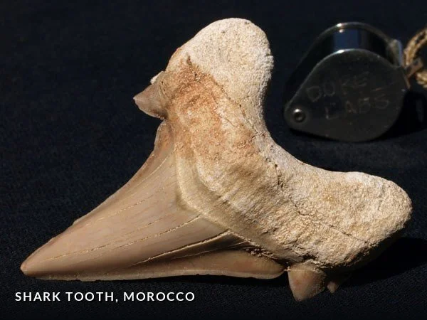 F025 - SharkTooth, Morocco.jpg