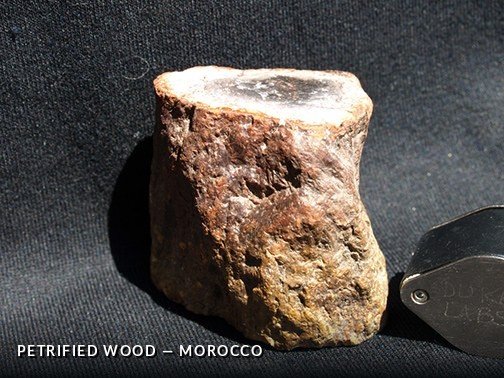 Petrified Wood - Morocco.jpg