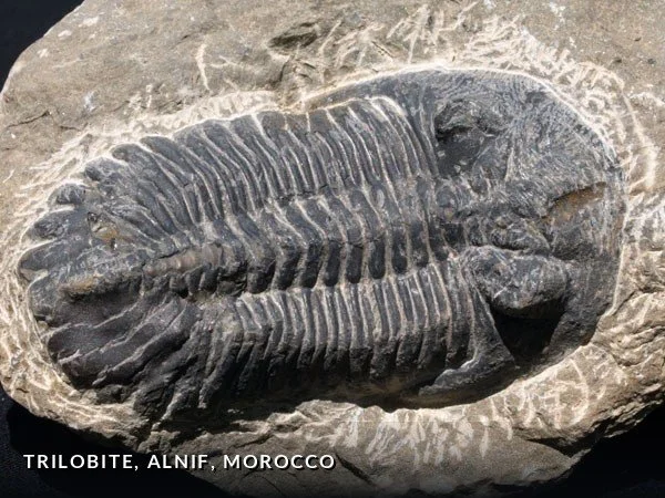 F009 - Trilobite, Alnif, Morocco.jpg