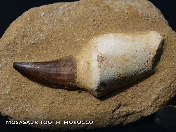 F027 - MosasaurTooth, Morocco.jpg