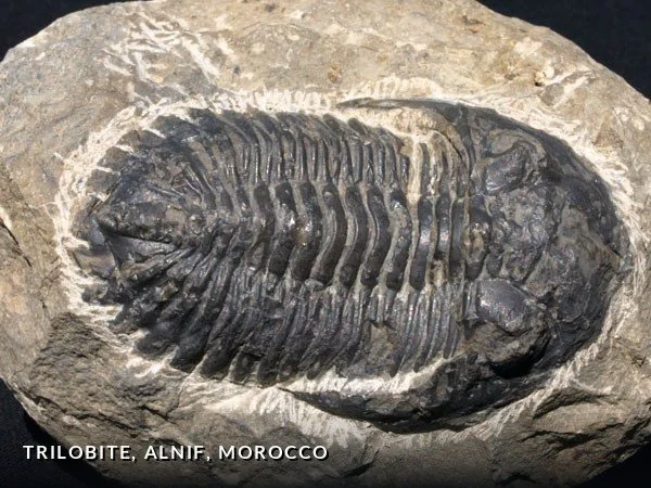F008 - Trilobite, Alnif, Morocco.jpg