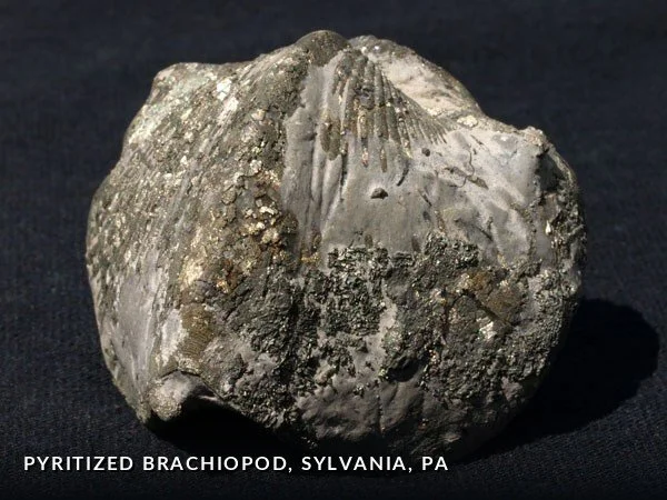 F024 - PyritizedBrachiopod, Sylvania, PA.jpg
