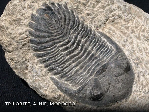 F016 - Trilobite, Alnif, Morocco.jpg