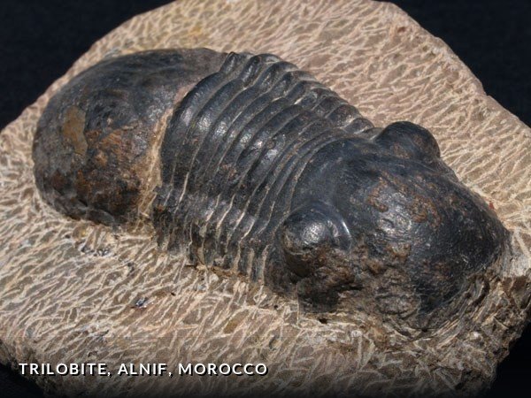 F004a - Trilobite, Alnif, Morocco.jpg