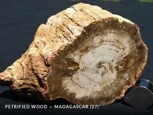 PetrifiedWood - Madagascar (27).jpg