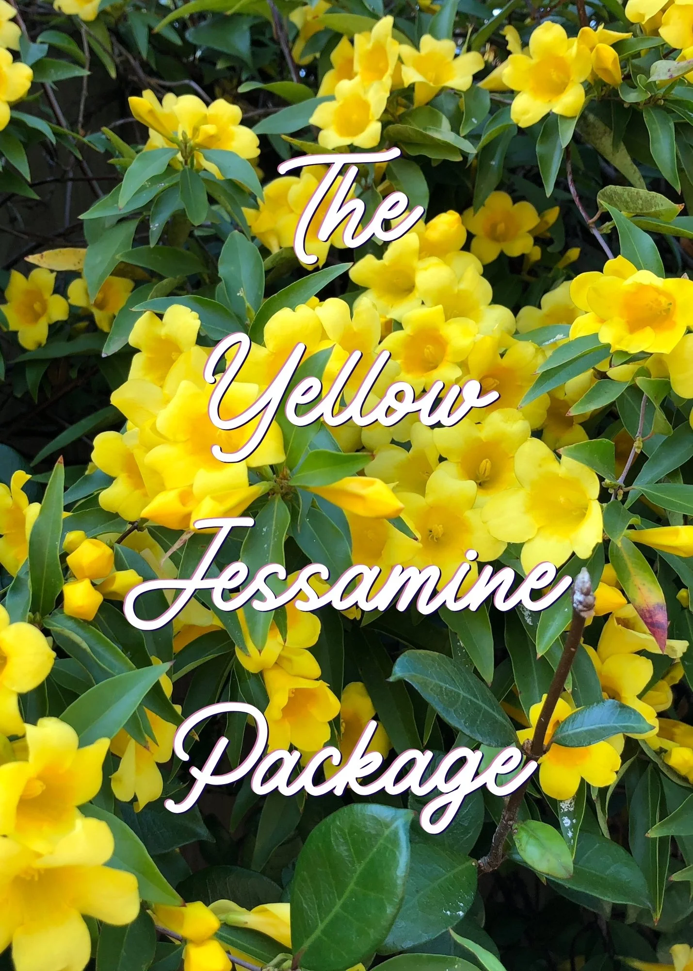 The Yellow Jessamine Package