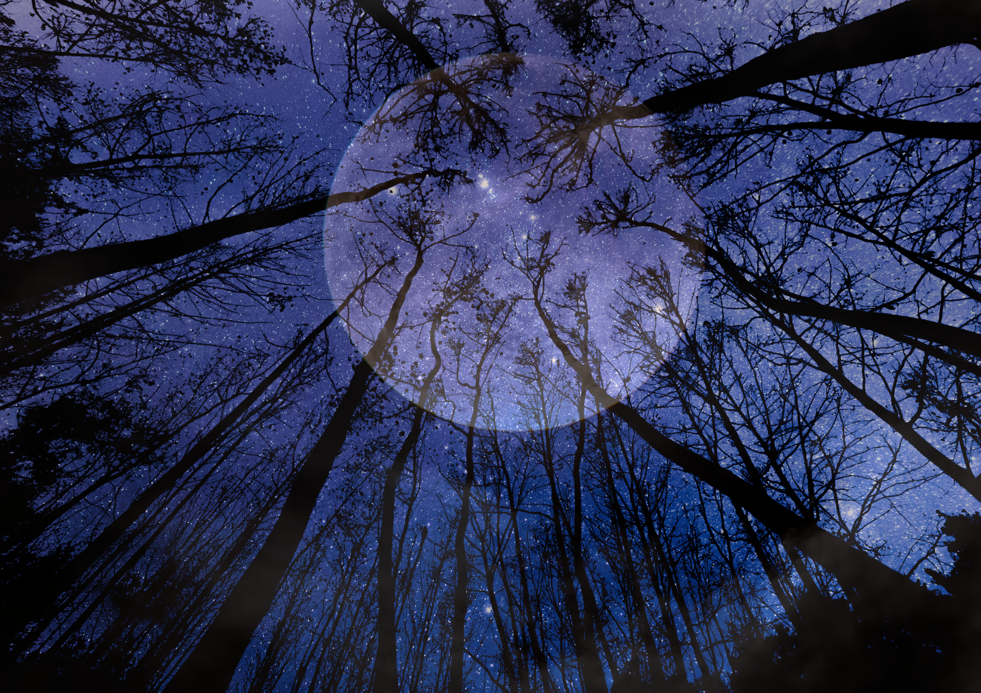 Night sky filled with stars seen through the silhouettes of tall, leafless trees.