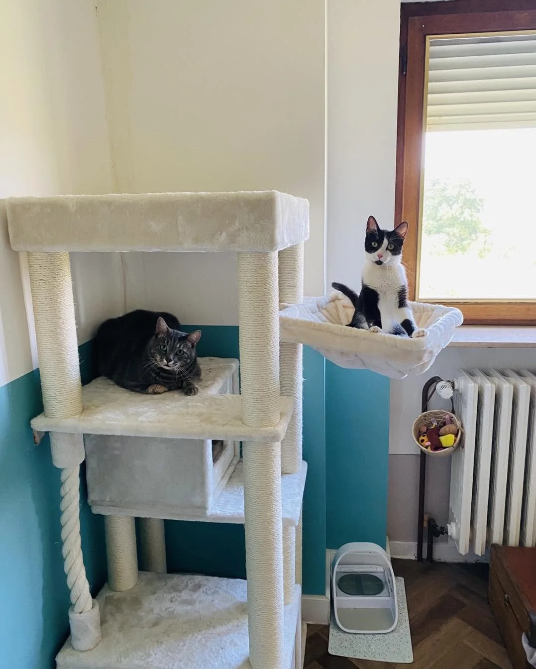 simba figaro.jpg