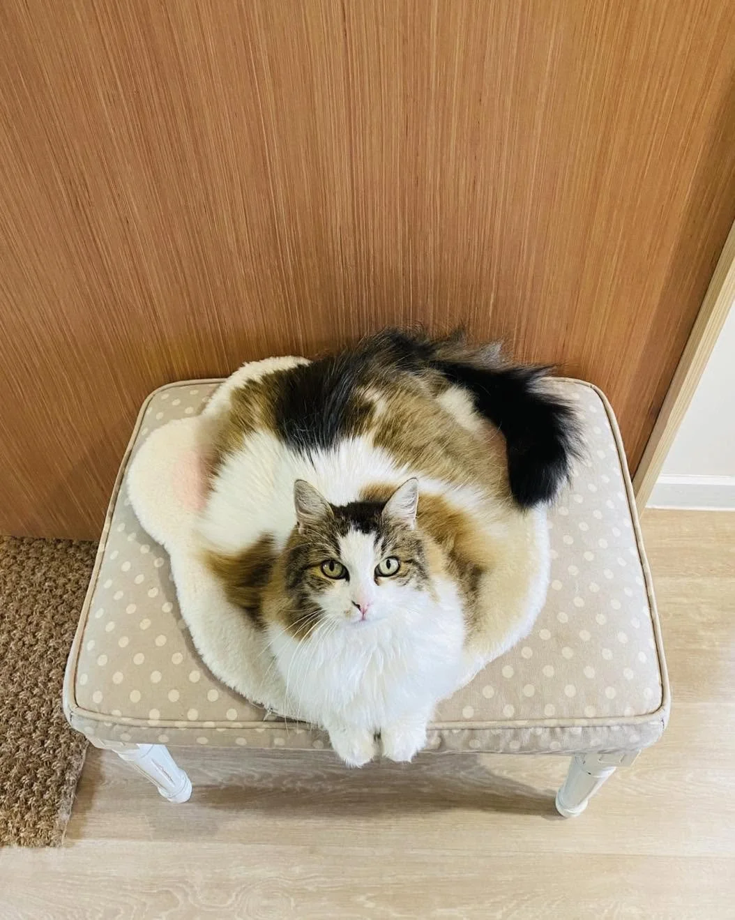 choupie.jpg