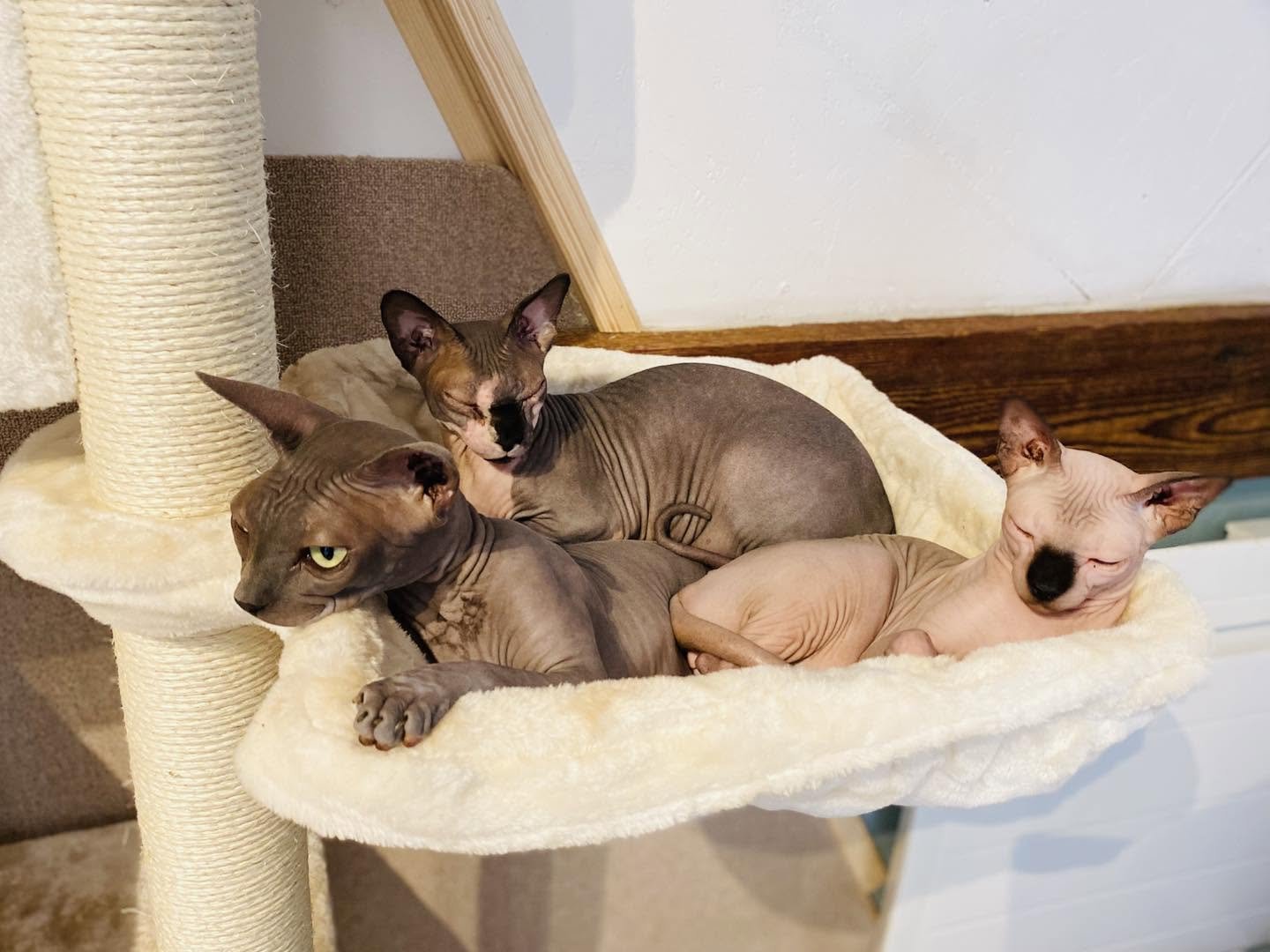 sphynx.jpg