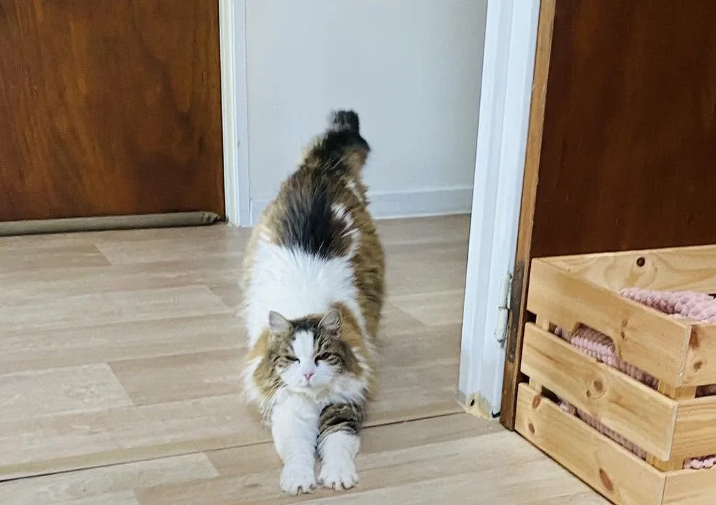 choupi.jpg
