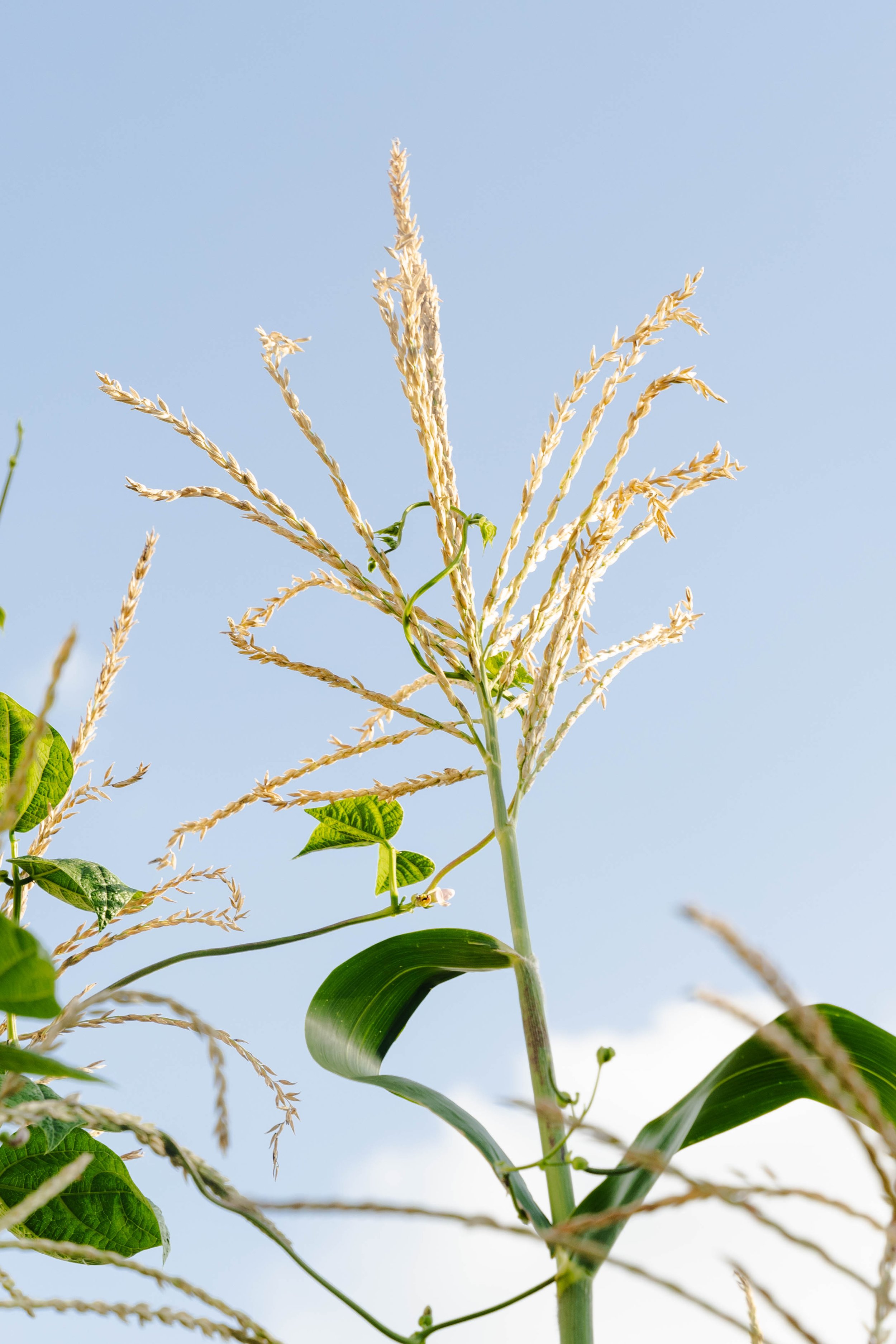 A bean vine trails up a corn tassel.