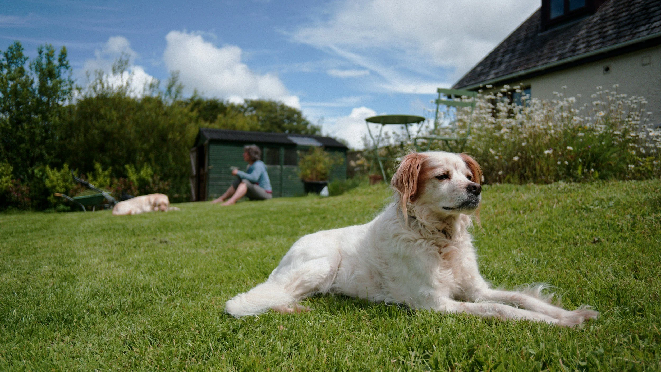 A dog lying on the grass in a backyard with a woman sitting in the background and a house with a sloped roof. A smaller dog is also visible near the woman.