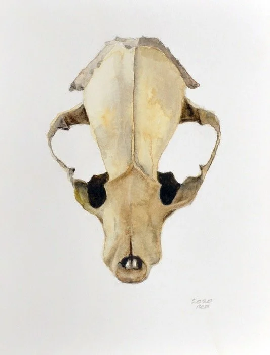  Skull II , 2020. Watercolor on paper – 14" X 11" SOLD