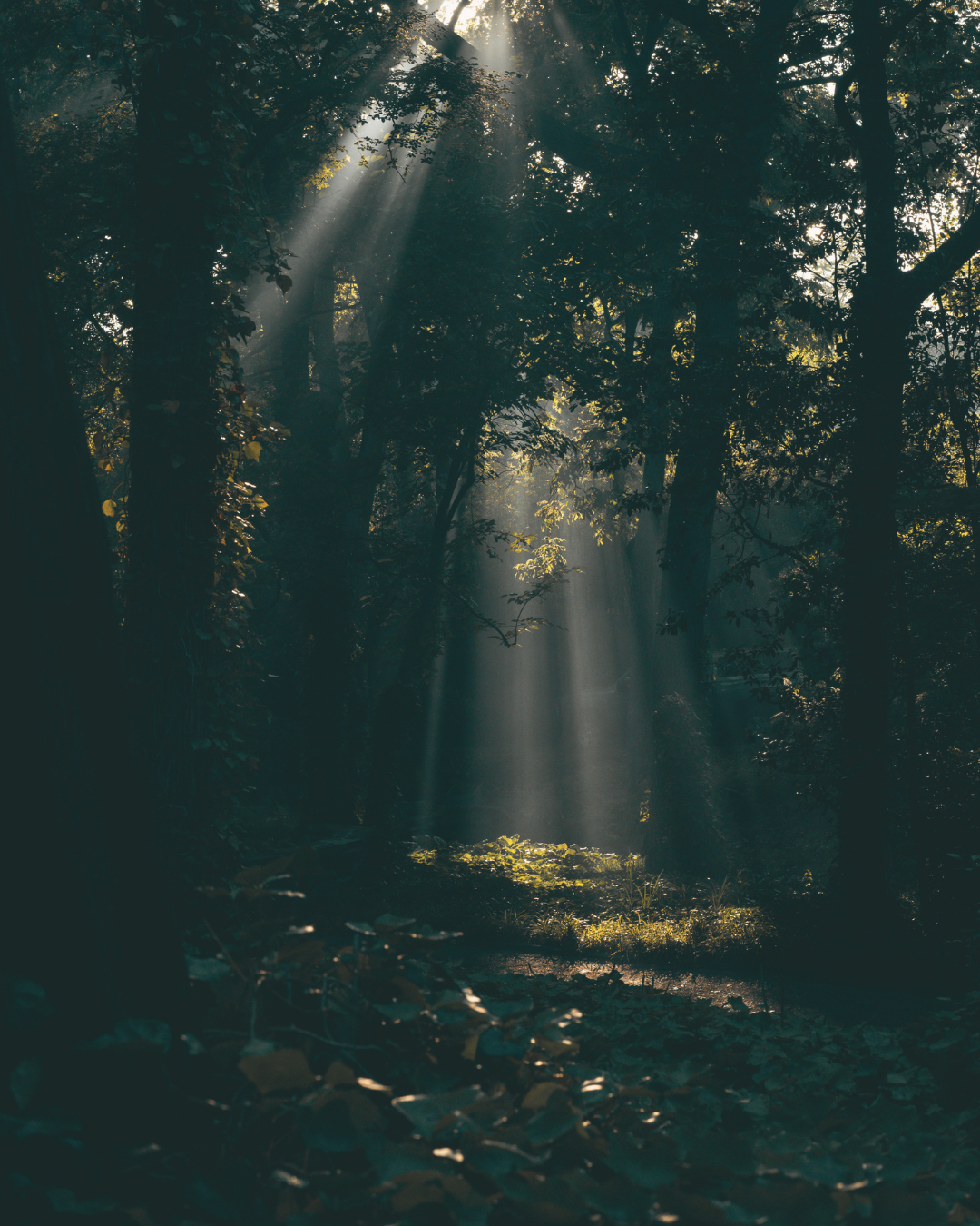 A Childhood Made of Echoes
