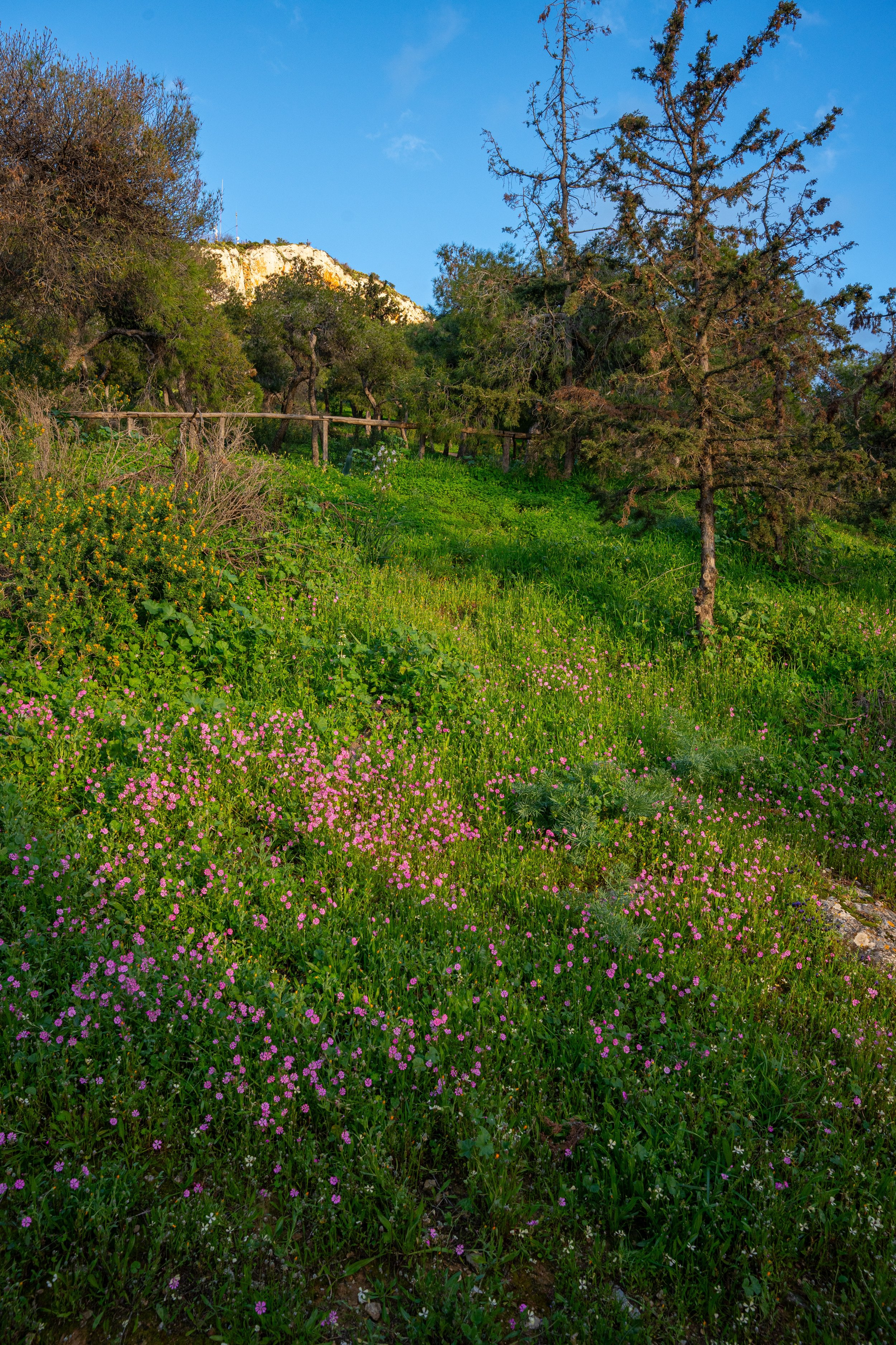 A lush hillside covered in green grass and colorful wildflowers, with a variety of trees, some with bare branches, and a clear blue sky in the background.
