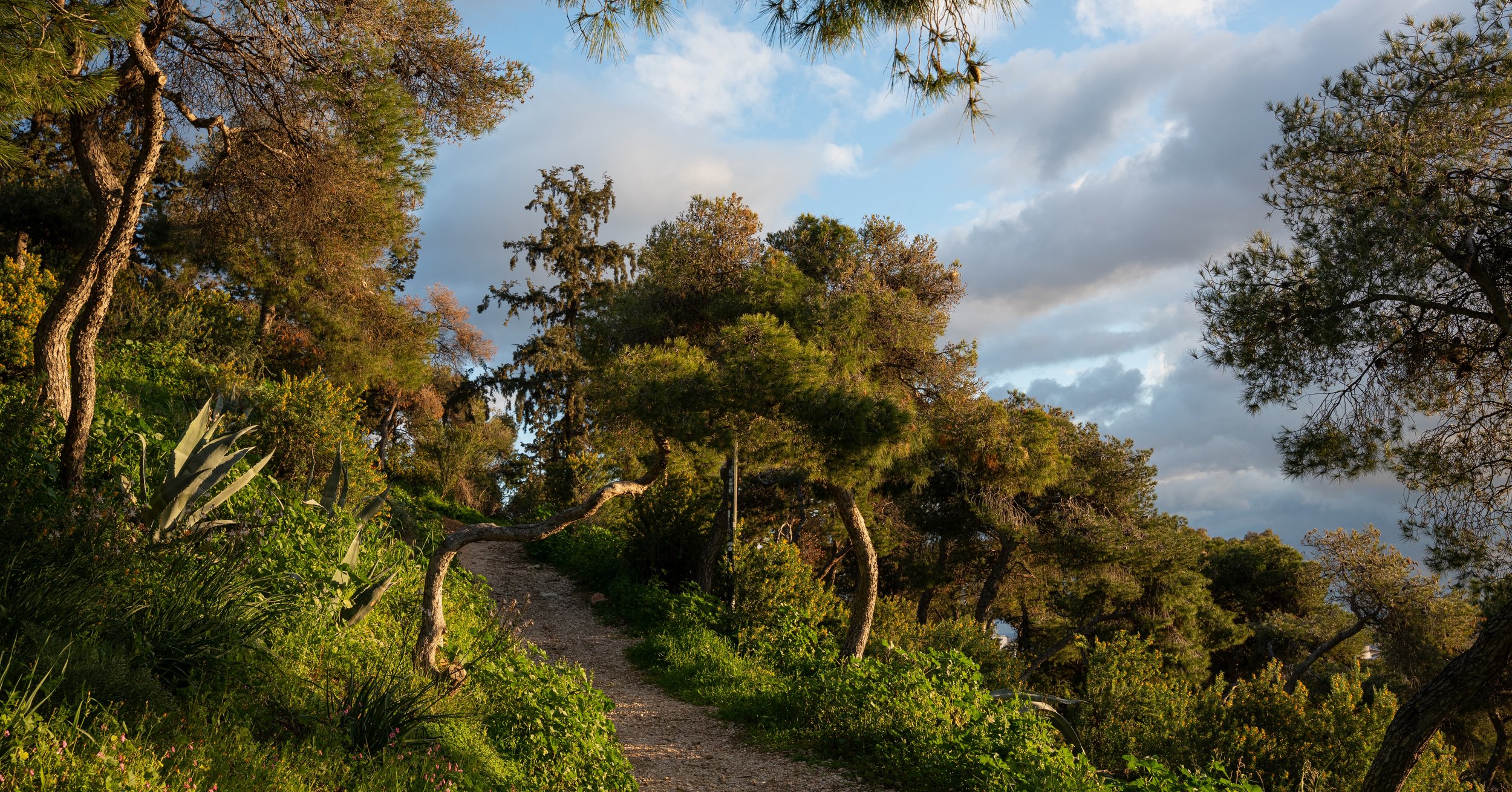 A dirt trail winding through a forested area with green bushes and trees, under a partly cloudy sky.