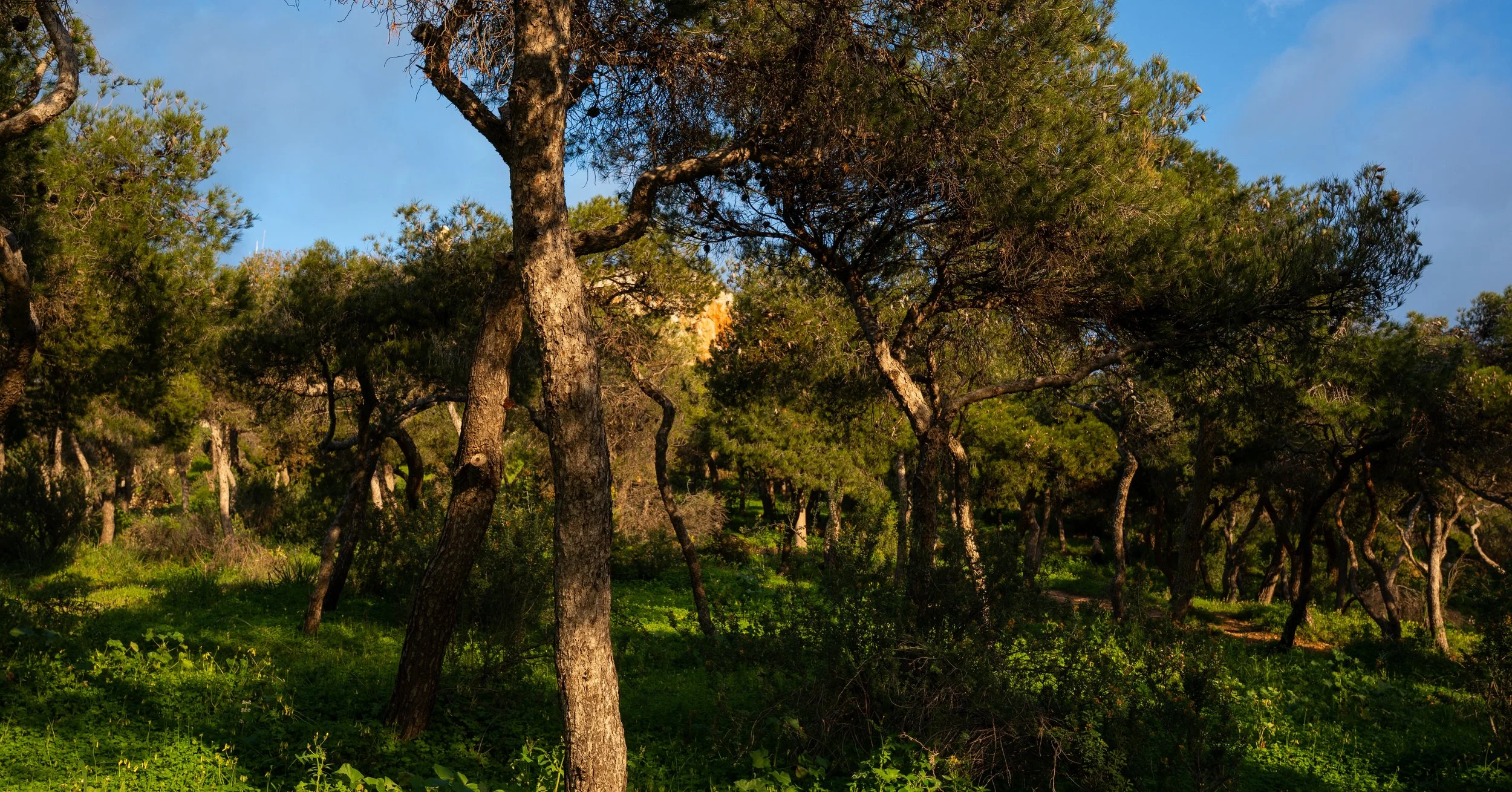 A forest scene with numerous trees, green grass, and a patch of sunlight, under a blue sky with some clouds.