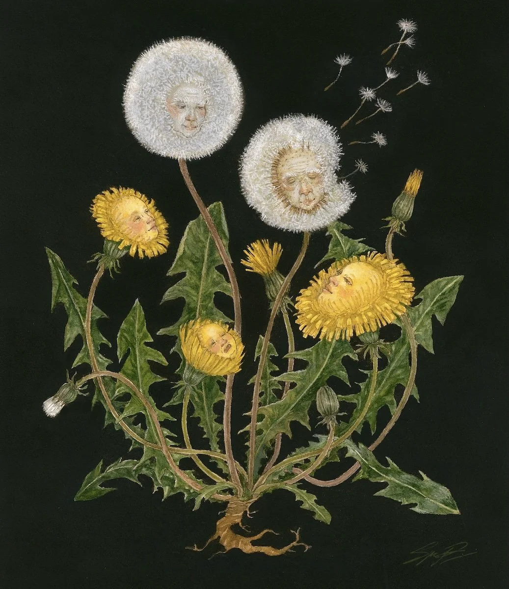 Study of a Dandelion - Watercolor on paper